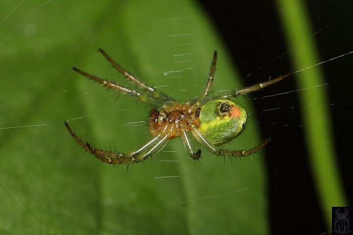 Atik Green  Spider Keeper